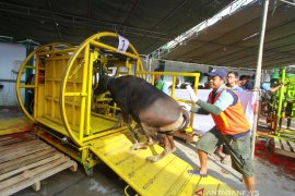 Pemotongan Hewan Kurban