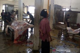 Cacing hati ditemukan pada hewan kurban di RPH Purwokerto