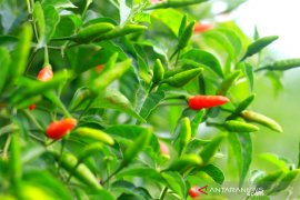 News Feature -- Spicy food lovers, try spiciest bird's eye Hiyung chili