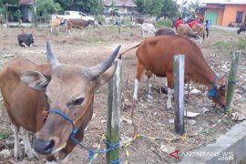 Ini detail aturan Kementan soal pelaksanaan kurban saat wabah COVID-19