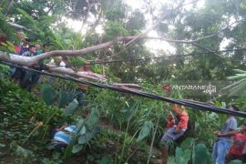 Penggalas ayam meninggal kesetrum listrik di  Gunungsitoli