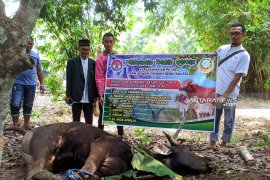 Pelaksanaan kurban pii-ddii di pedalaman meratus lancar