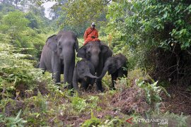 Api dekati kamp Flying Squad, gajah sumatera di Tesso Nilo stres akibat Karhutla
