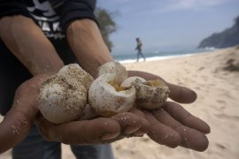 Populasi penyu di pesisir Tulungagung turun drastis akibat perburuan liar