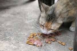 10 Makanan yang bagus untuk bulu kucing agar tetap lebat dan berkilau