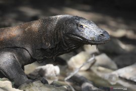 Pakar: Pembangunan TN Komodo harus untuk batasi interaksi komodo-turis