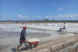 Usaha tambak garam di Nunkurus serap 600 pekerja lokal