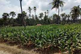 Pabrik rokok di Pamekasan mulai beli tembakau petani