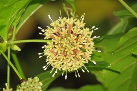Mengembalikan kejayaan gambir Indonesia
