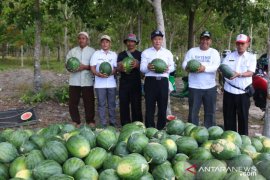 Bupati Bangka Tengah dorong kelompok tani tanam semangka