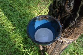 Ekspor karet Indonesia naik  tajam