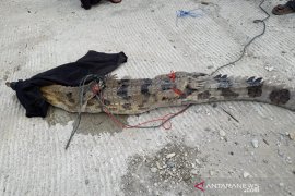 BBKSDA Riau evakuasi buaya muara dari kolam warga di Kampar