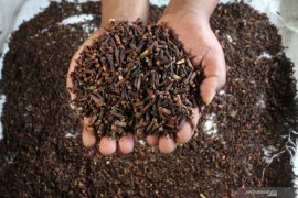 Petani cengkeh terkendala pengeringan