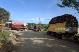 Harga TBS kelapa sawit di Aceh Barat  naik