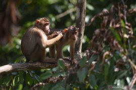 Pansus mulai petakan kajian pemerintah terkait pemindahan ibu kota ke Kalimantan