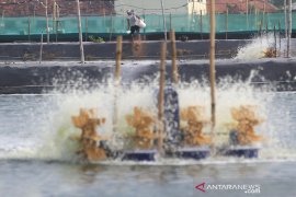 Produksi Udang Menurun