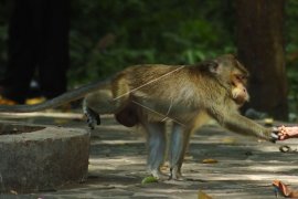 Masyarakat jangan beri makan kera di pinggir jalan, ini alasannya