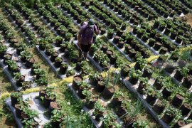 Pokdarwis Tulungagung kembangkan agrowisata  berbasis desa