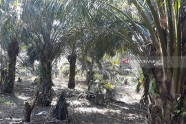 Lima kelompok tani Mukomuko terima peremajaan sawit