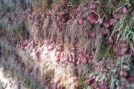 Bawang merah dan angkutan udara sumbang deflasi di Padang, bawang terbesar capai 26,60 persen