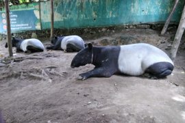 Seekor tapir terjerat di TN Bukit Tigapuluh