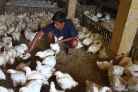 Harga ayam potong anjlok