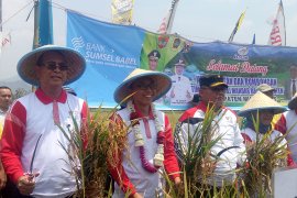 Batan: Nuklir bermanfaat bagi produktivitas pertanian