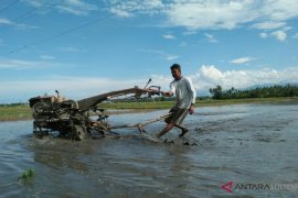 Target produksi padi ladang Parigi Moutong 10.230 ton