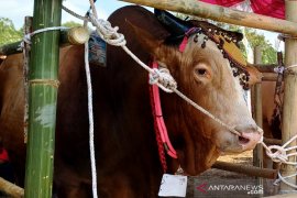 Kementan kembangkan peternakan sapi Belgian Blue di Bangka Belitung
