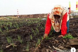 BRG akui tidak mudah restorasi 2,7 juta ha gambut