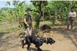 Anjing pelacak digunakan Polda Lampung tangkap penyelundup satwa