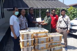 Balai Karantina Bandarlampung gagalkan penyelundupan 1.187 burung kicau
