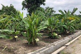 DPP dorong Kebun Plasma Pisang Yogyakarta hasilkan kultivar baru