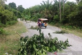 Karena tak kunjung diaspal, warga Aceh Barat tanam pohon di badan jalan