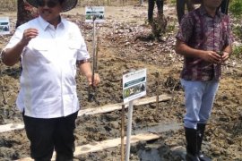 Dinas Pariwisata Sumut tinjau ekowisata mangrove Lubuk Kertang Langkat