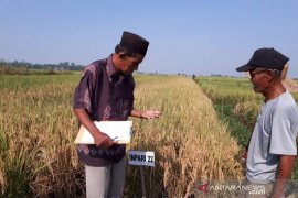 Musim kemarau berkah bagi petani yang miliki lahan rawa lebak