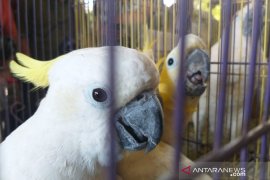 BBKP Surabaya gagalkan penyelundupan puluhan ekor burung langka (Video)