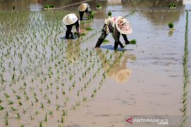 Program cetak sawah 2019 Page 2 Small