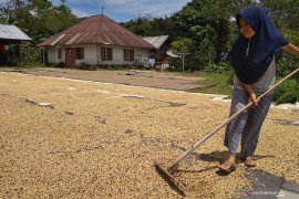 Biji kopi Arabika Rp65 ribu/Kg di Aceh Tengah