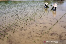 Program cetak sawah 2019 Page 3 Small