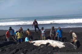 Dinas Perikanan Lumajang kubur bangkai paus yang terdampar di Pantai Kajaran