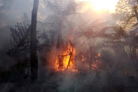 Luas kebakaran hutan Gunung Slamet capai 14,3 hektare