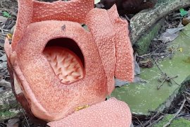 Rafflesia patma mekar keempat belas kalinya