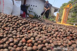 Produksi Kopi Lokal Kuningan