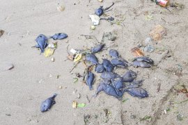 Warga pesisir Ambon khawatir terjadi tsunami setelah ribuan ikan mati di pantai
