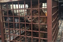 Warga Aceh Selatan temukan seekor  kucing emas