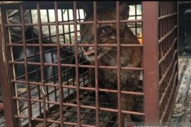 Warga Aceh Selatan temukan seekor kucing emas