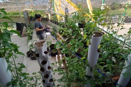 Dodol tomat solusi naikan nilai tambah