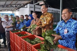 Pemerintah perbanyak negara tujuan ekspor daun gulinggang