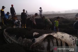 Hiu paus tutul kembali ditemukan mati terdampar di Pantai Lumajang